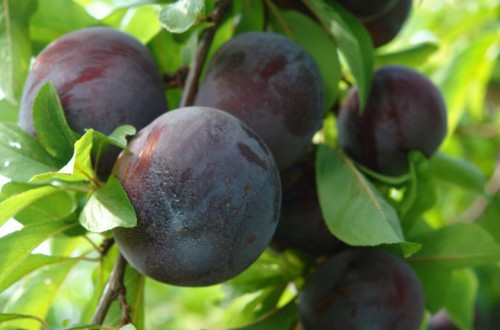 Problemática de la polinización en el cultivo del ciruelo japonés en Extremadura