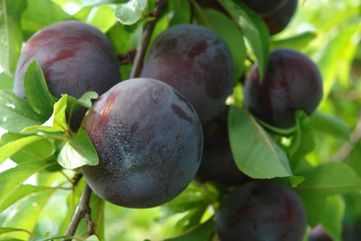 Problemática de la polinización en el cultivo del ciruelo japonés en Extremadura