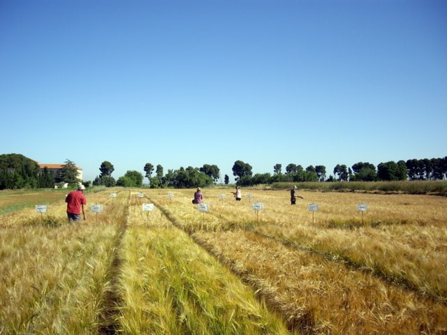 Ensayos de nuevas variedades de cebada y trigo blando de ciclo corto y trigo duro