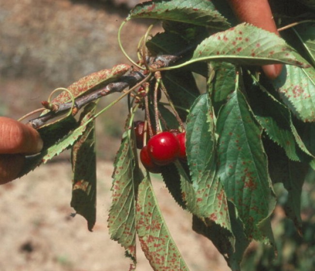 Enfermedades más frecuentes del cerezo en Extremadura