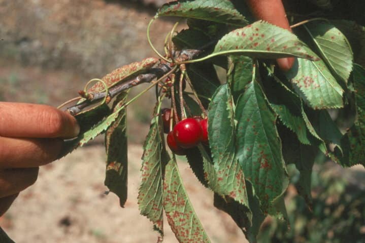 Enfermedades más frecuentes del cerezo en Extremadura