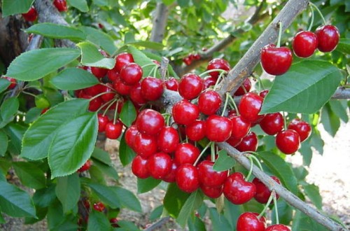 Producción, comercialización, mercado y oportunidades de la cereza