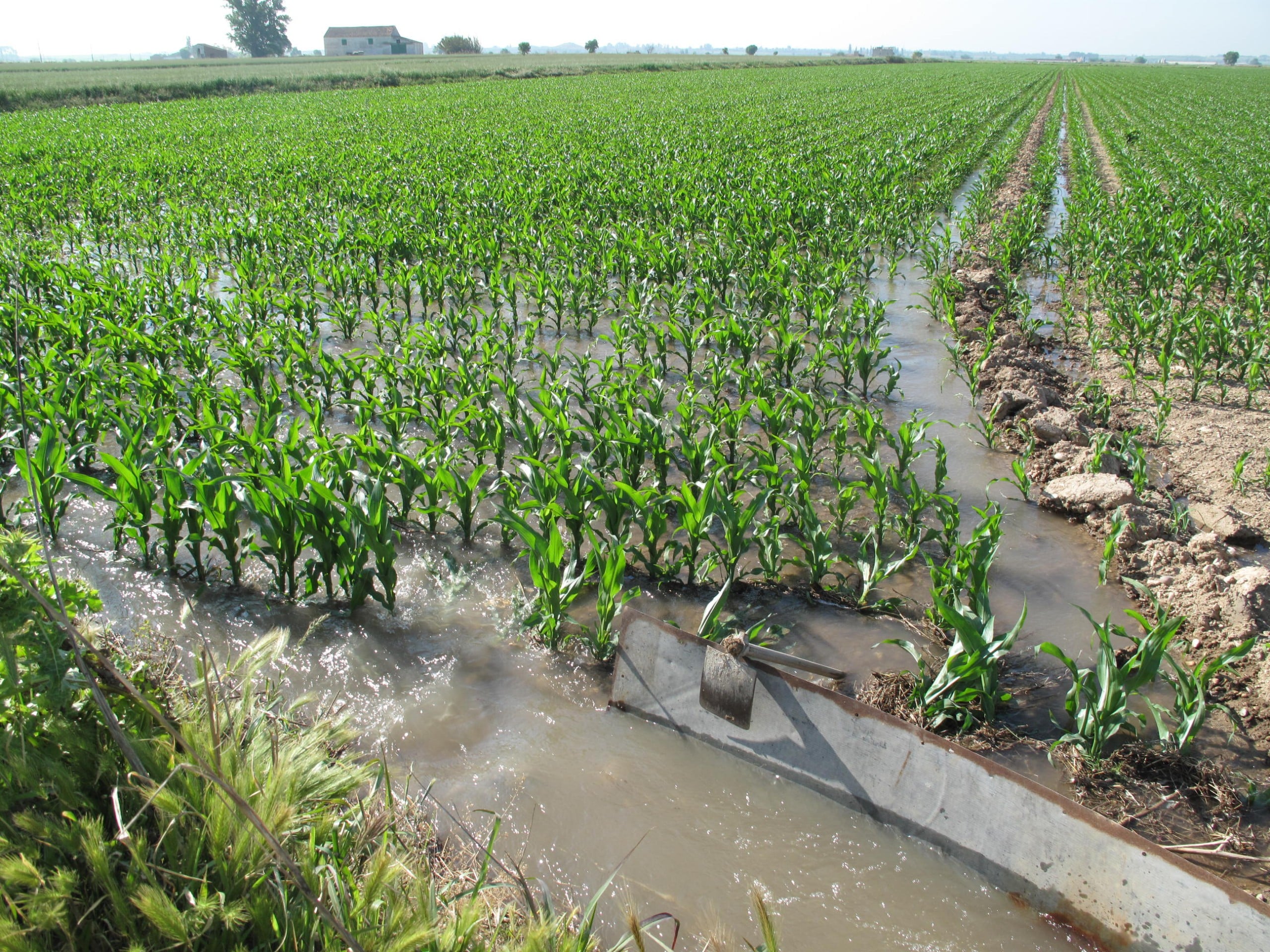 prácticas para la fertilización del maíz Agronegocios