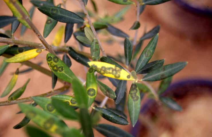 Estrategias de reducción de cobre para el control del repilo del olivo