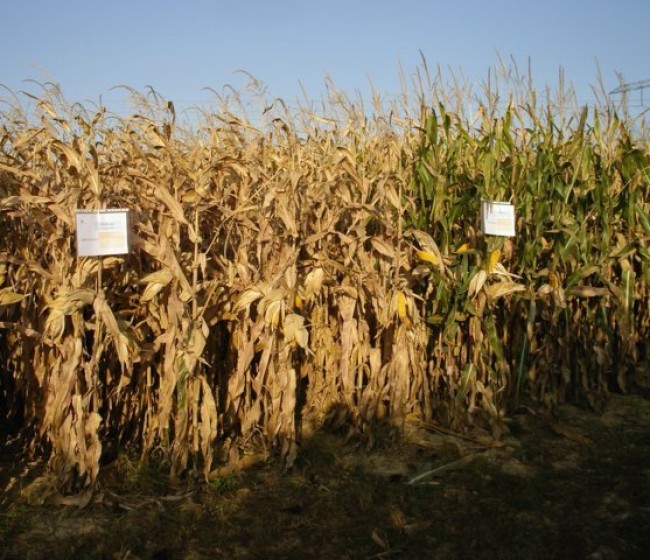 Evaluación de nuevas variedades de maíz para grano de ciclo 700 y transgénicas