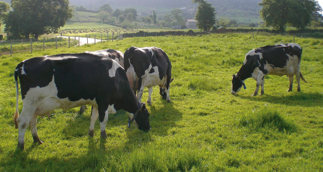 Gestión de los costes de producción en vacuno de leche