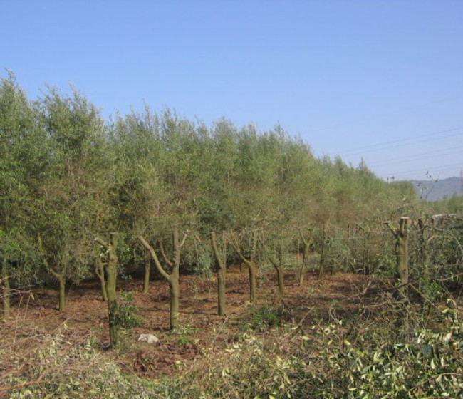 Experiencias sobre la renovación de plantaciones en seto en el cultivo del olivar