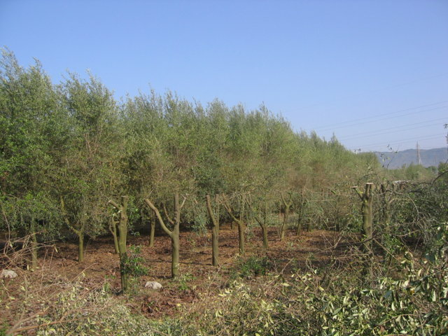 Experiencias sobre la renovación de plantaciones en seto en el cultivo del olivar