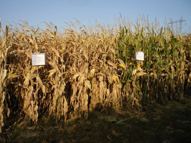 Evaluación de nuevas variedades de maíz para grano de ciclo 600 y 500