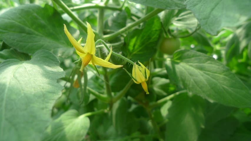 El tomate, planteamientos sanitarios para un cultivo muy vulnerable al residuo cero