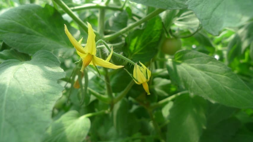 El tomate, planteamientos sanitarios para un cultivo muy vulnerable al residuo cero