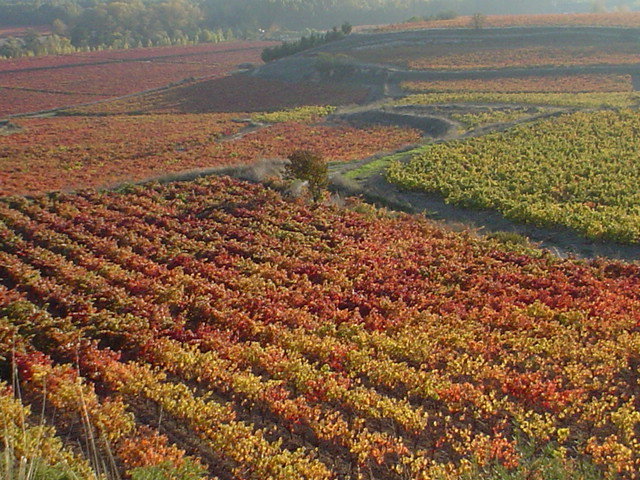 Evaluación del estado nutricional de la variedad Tempranillo en el ámbito de la DOCa Rioja