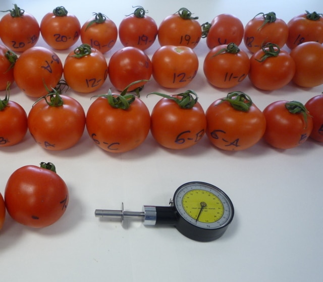 Manejo controlado de la aplicación de nitratos en cultivos de tomate y pimiento en invernadero