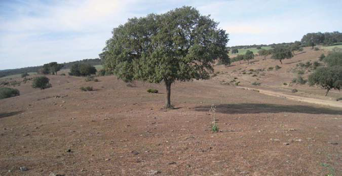 La sequía en pastos y el Sistema del Seguro Agrario Español