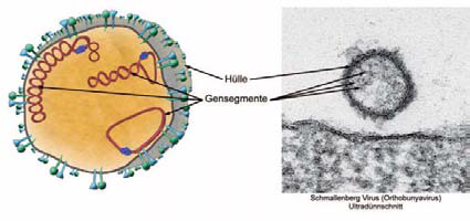 Virus Schmallenberg: la aparición de una nueva enfermedad