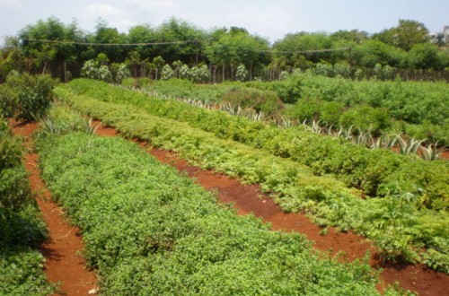 Situación actual y perspectivas de futuro de la agricultura ecológica en España