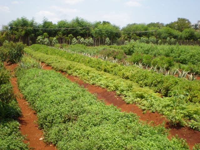 Situación actual y perspectivas de futuro de la agricultura ecológica en España