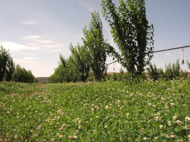 Los abonos verdes, mucho más que una técnica para la fertilización del suelo en producción ecológica