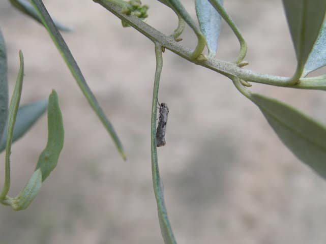 Perspectivas de control biológico de la polilla del olivo