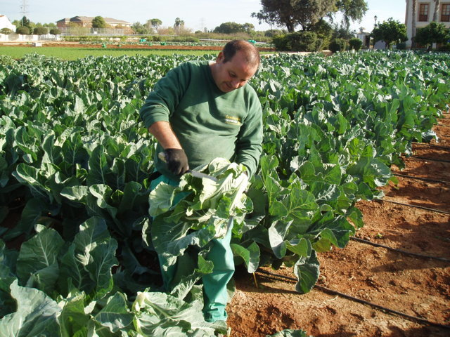 Proyecto cero en hortícolas, ejemplo del resultado obtenido en coliflor, patata e hinojo