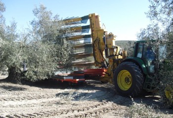 El futuro del olivar tradicional y de su recolección