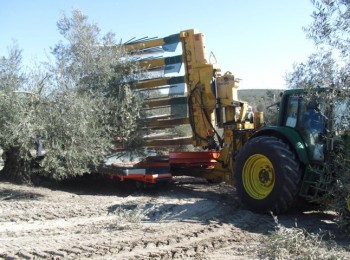 El futuro del olivar tradicional y de su recolección