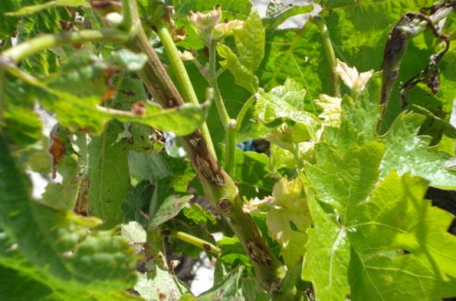 Seguimiento de los viñedos de la DO Ribera del Duero durante 2011