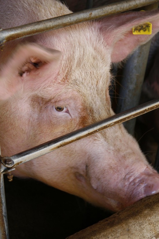 Aflatoxicosis porcina y sinergia con otras micotoxinas