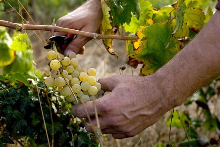 Uvas y vinos en la España de 2012, ganamos fuera lo que perdemos en casa