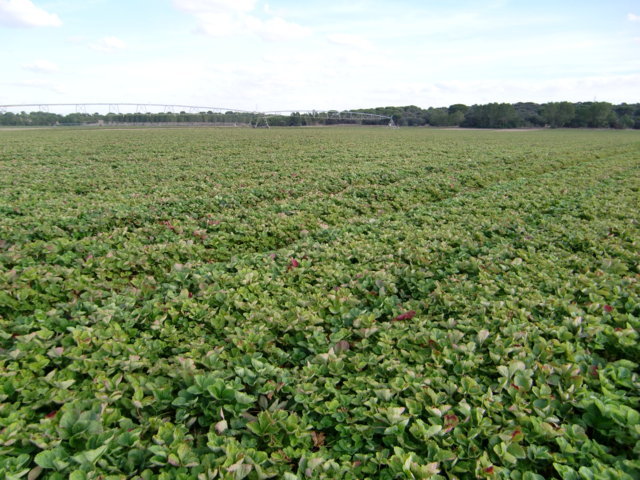 Los viveros de altura de planta de fresa en Castilla y León