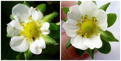 El trips de las flores y su control en el cultivo de la fresa