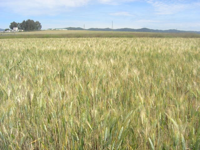 Respuesta del trigo a la aplicación fraccionada del nitrógeno fertilizante