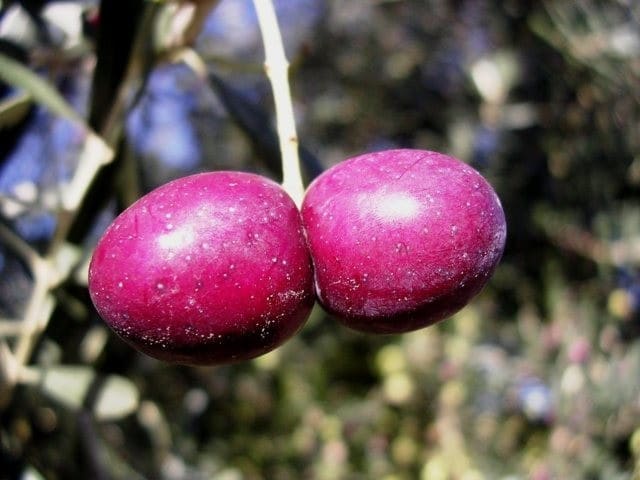 Composición del aceite de veintidós variedades cultivadas en la Comunidad Valenciana (I)