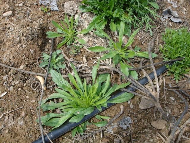 Control de Conyza spp. con herbicidas aplicados en las líneas de goteo en el olivar
