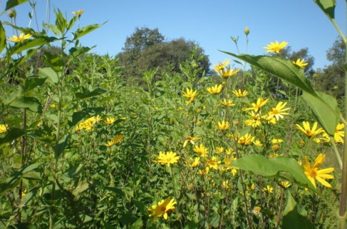 La biomasa como fuente de energía para la producción de bioetanol sostenible