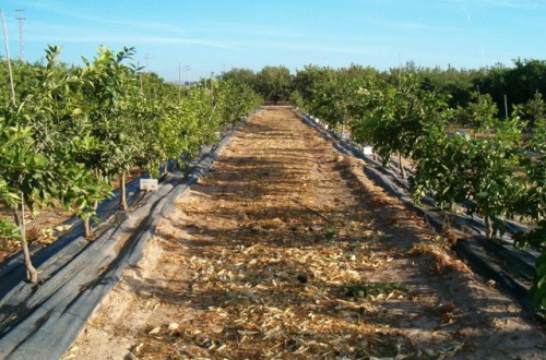 Primeras experiencias del sistema de cultivo superintensivo en cítricos