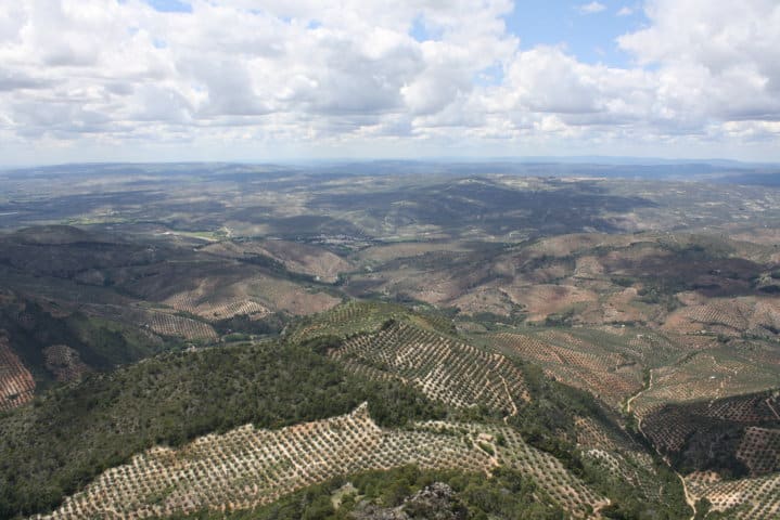 El control integrado de plagas en el olivar