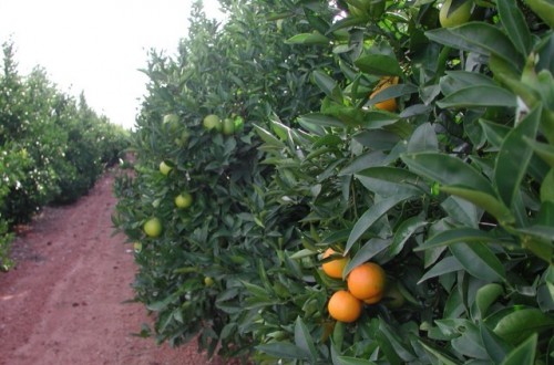 La huella de carbono de las plantaciones de cítricos