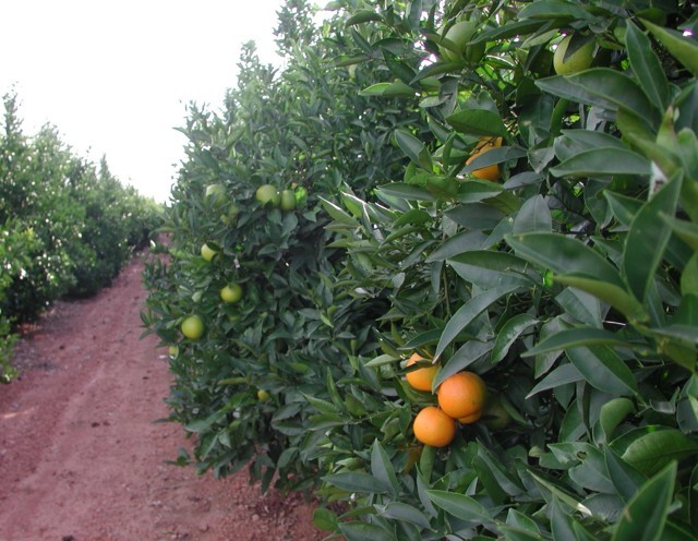 La huella de carbono de las plantaciones de cítricos