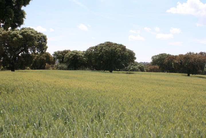 Rotación en herbáceos de secano y legumbres para el pago verde