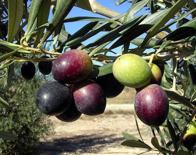 Composición del aceite de veintidós variedades cultivadas en la Comunidad Valenciana (y II)