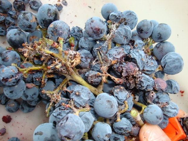Control integrado de plagas y enfermedades en el viñedo