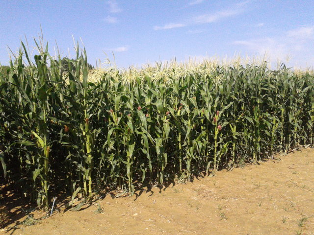 Resultados de nuevas variedades de maíz para grano de ciclo 700 y variedades transgénicas