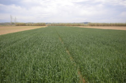 Fertilización nitrogenada en cobertera y calidad del trigo para panificación