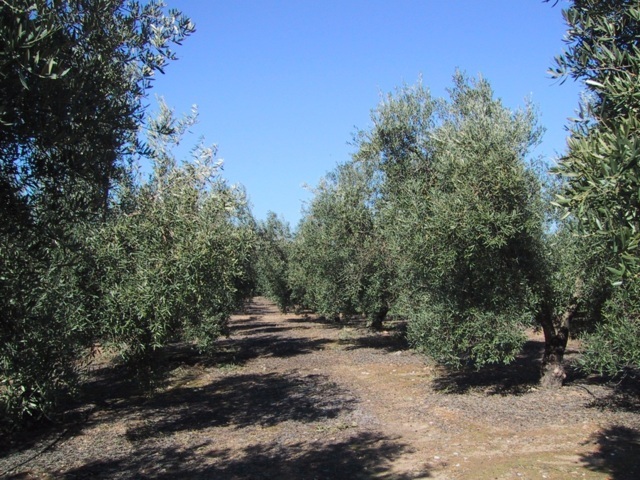 La fertilización nitrogenada en distintas tipologías de olivar