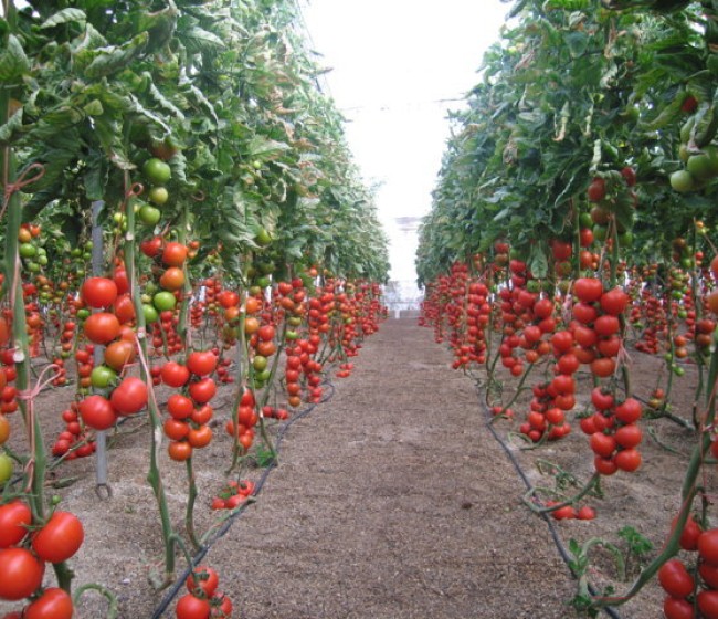 Seguimiento de los niveles de nitratos en solución de suelo en fincas comerciales de tomate