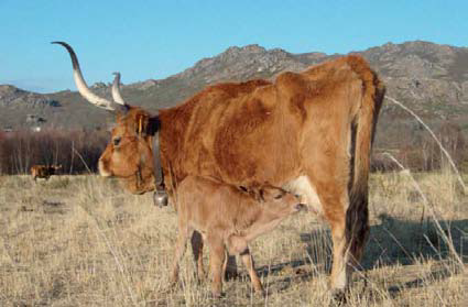 La fertilidad de las vacas nodrizas de nuevo a examen