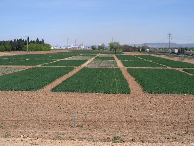 Influencia del sistema de laboreo en los cultivos y la vegetación arvense