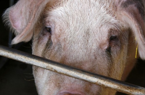 Análisis económico-financiero de las explotaciones porcinas en Galicia