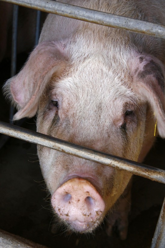 Análisis económico-financiero de las explotaciones porcinas en Galicia